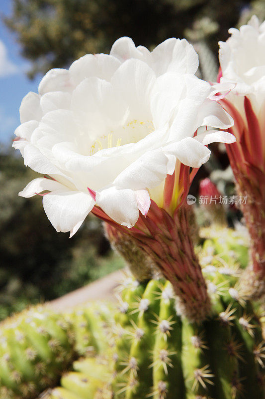 Carnegiea gigantea sagaro仙人掌花开花